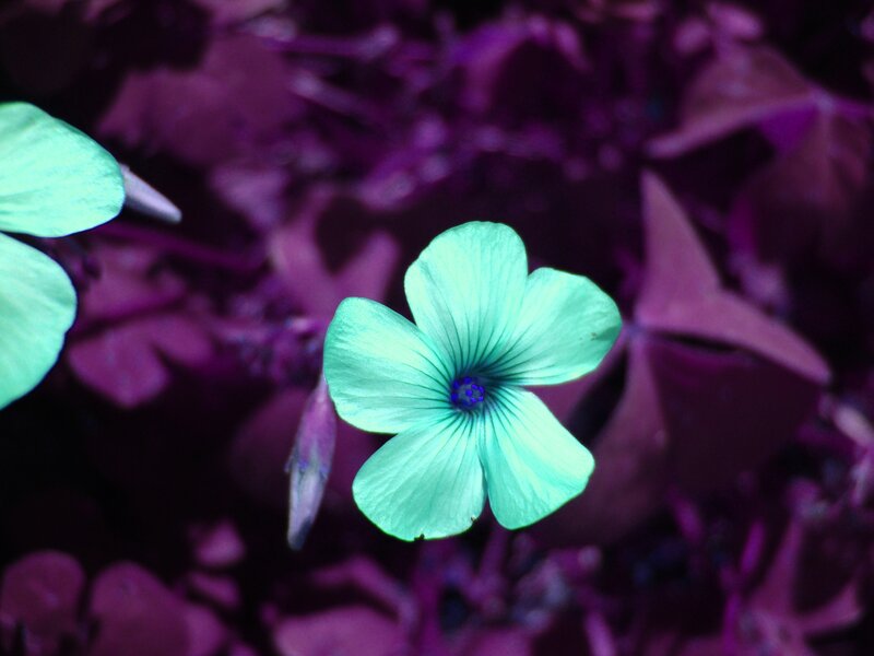 Green Flower with Purple Leaves