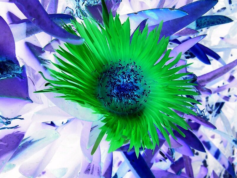 Green Flower with Purple Petals