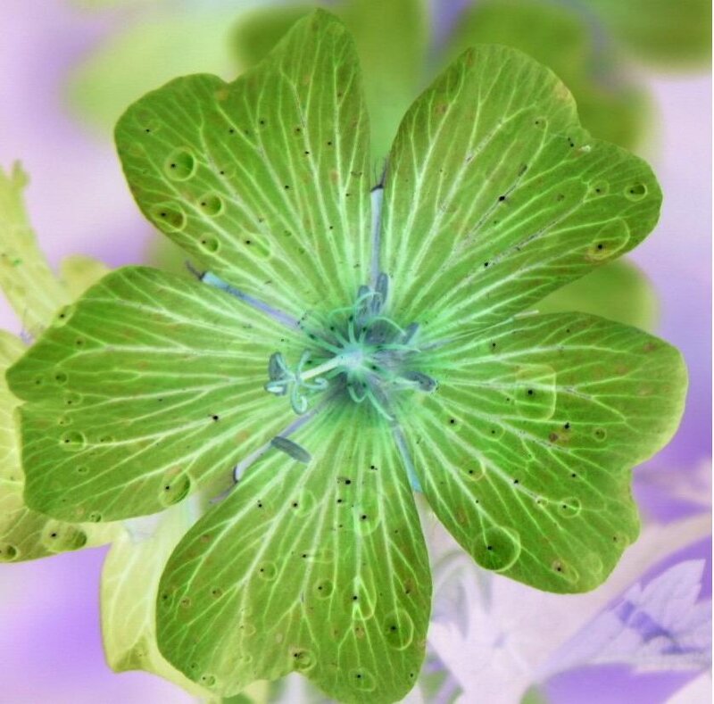 green flower with translucent petals