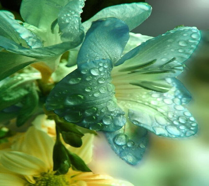 Green Flower with Water Droplets