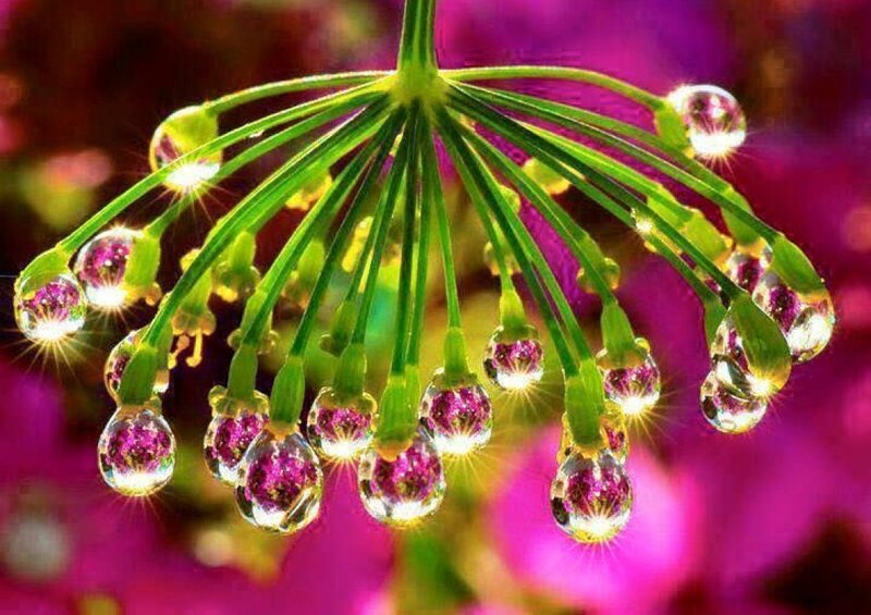 Green Flower with Water Droplets — Vibrant, Morning