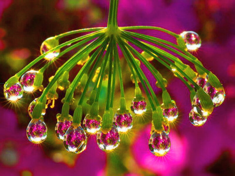 Green Flower with Water Droplets — Vibrant