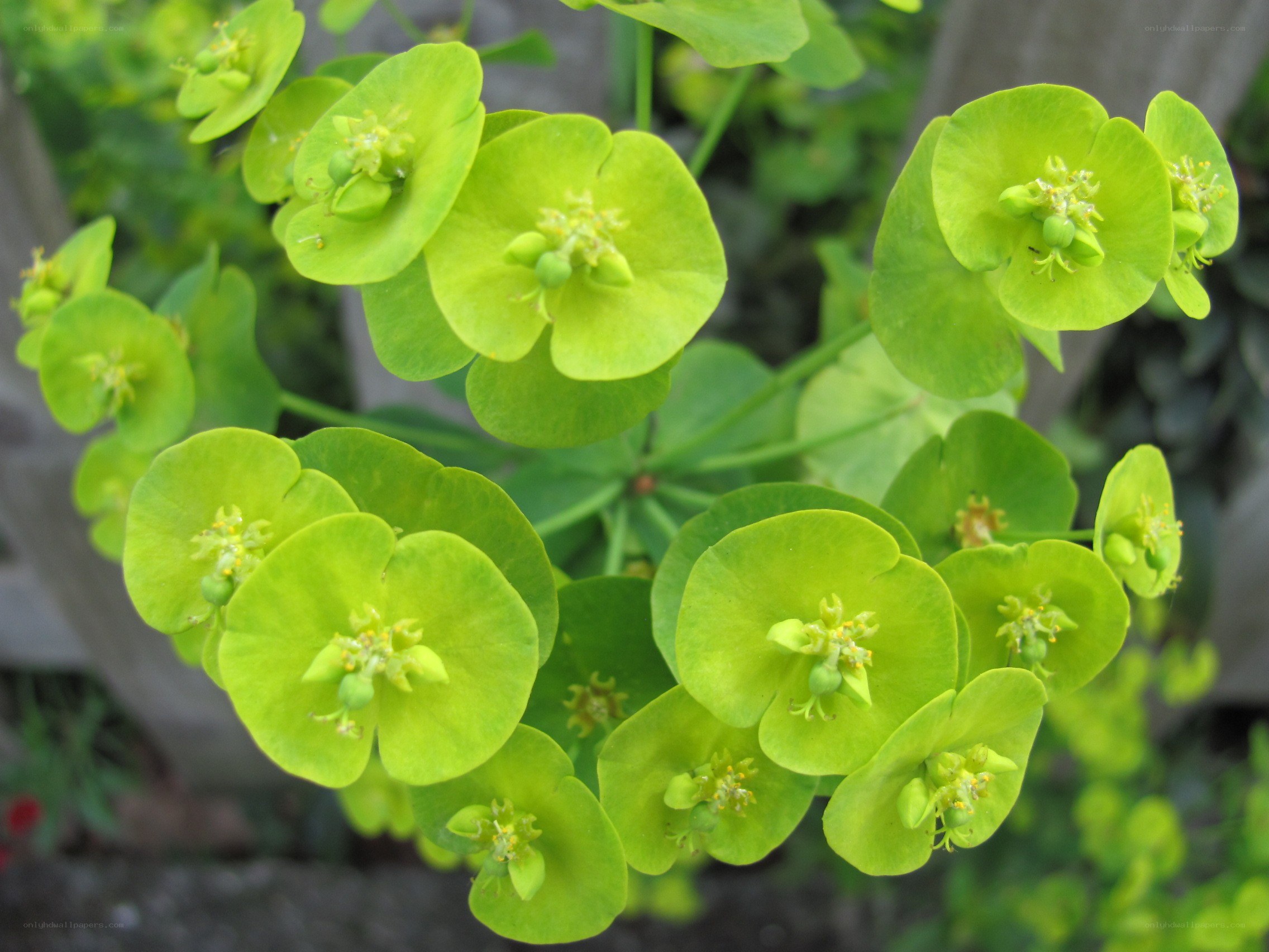 green flowering plant close-up