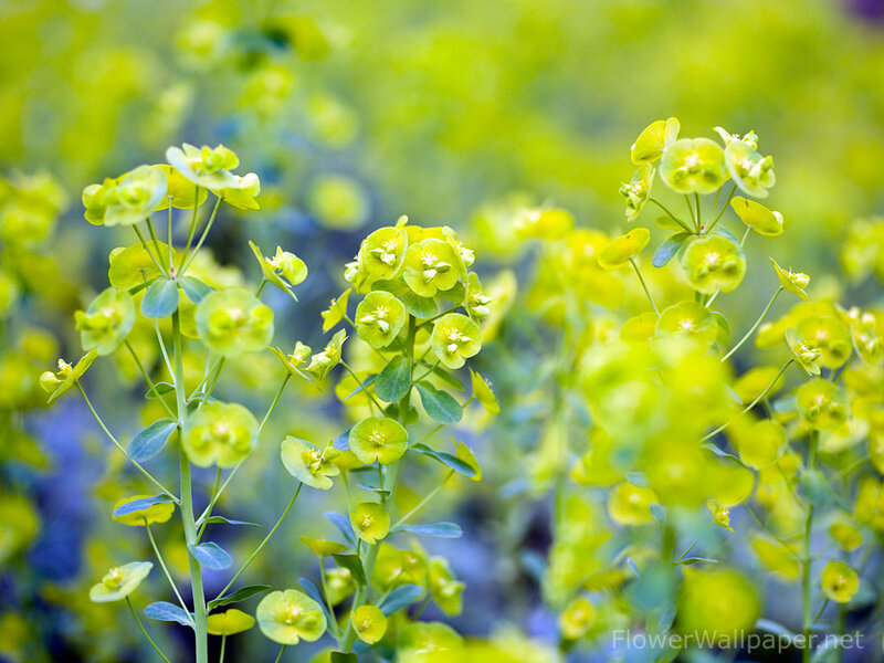 Green Flowering Plant