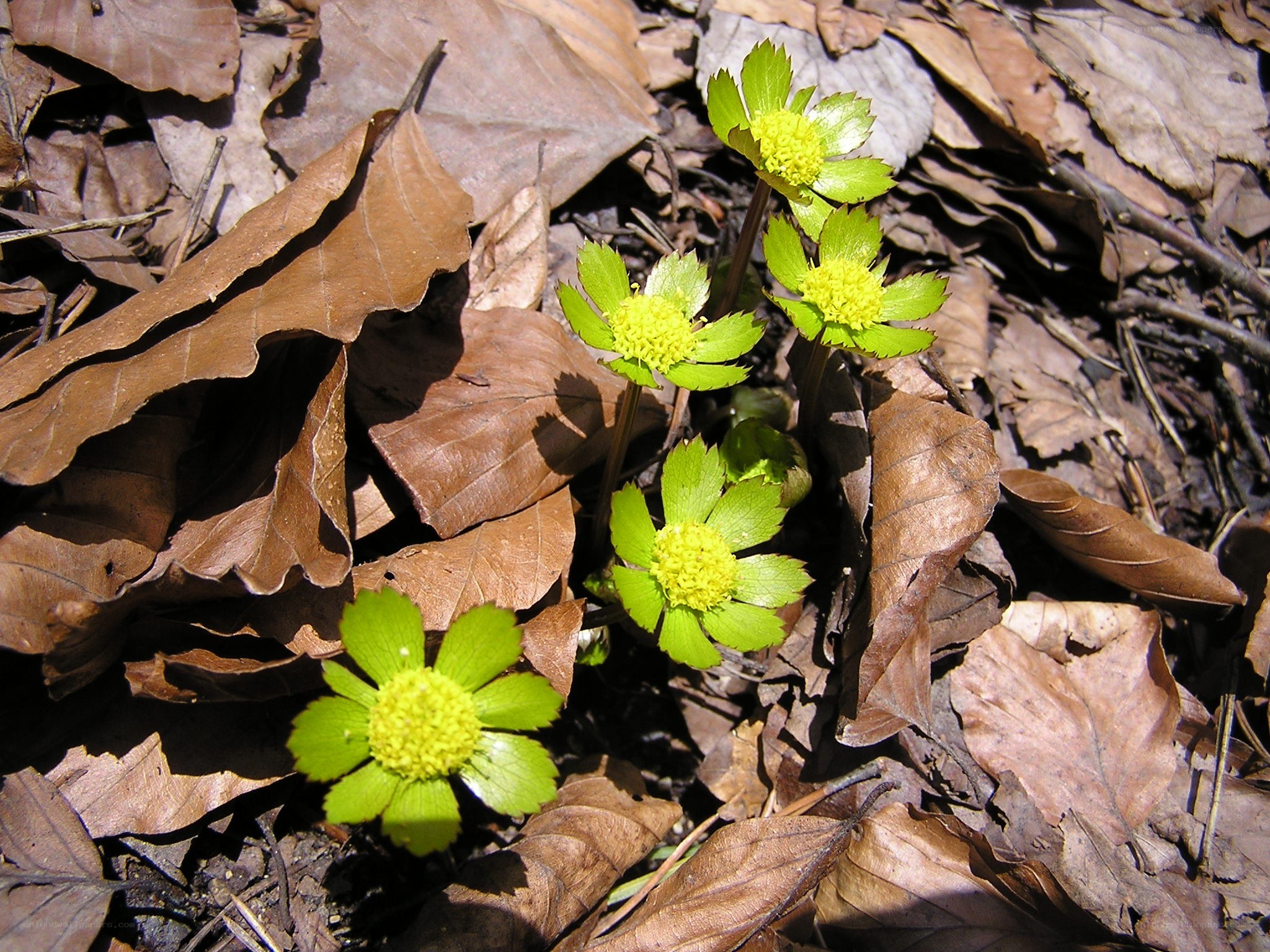 Green flowers among fallen leaves