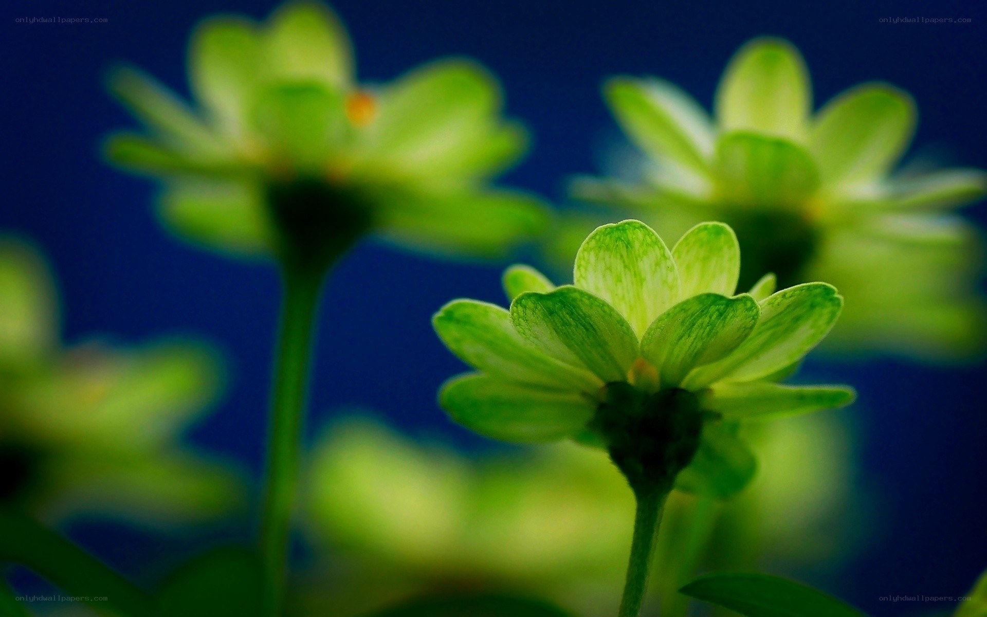 Green flowers in focus