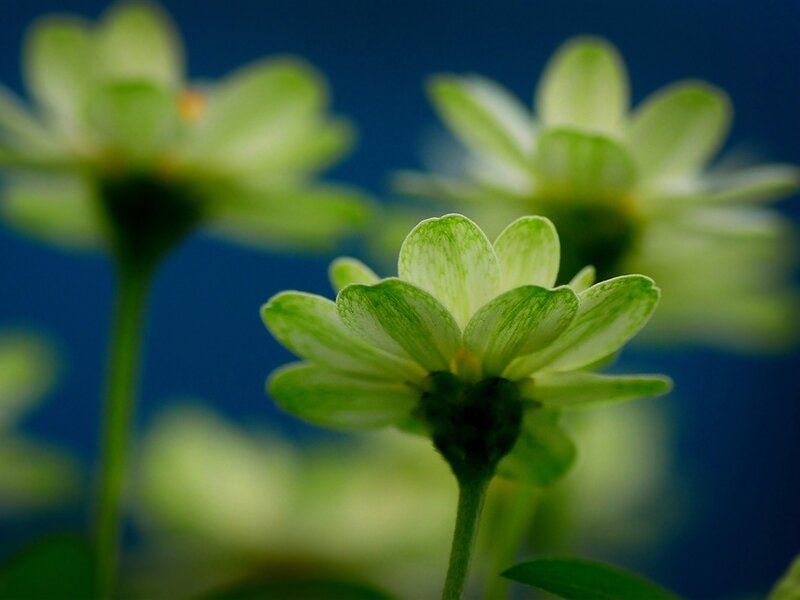 Green Flowers in Focus — Serene, Photograph, Stems
