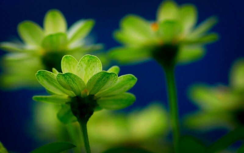 Green Flowers in Focus — Serene, Photograph