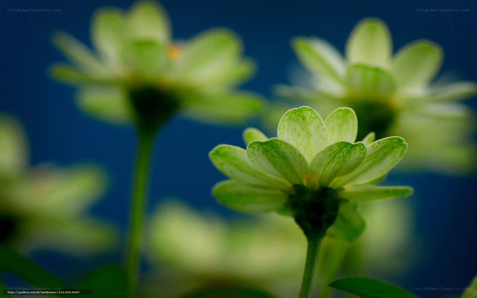 Green flowers in focus