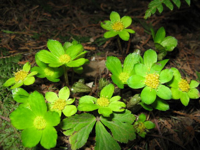 Green Flowers in Forest