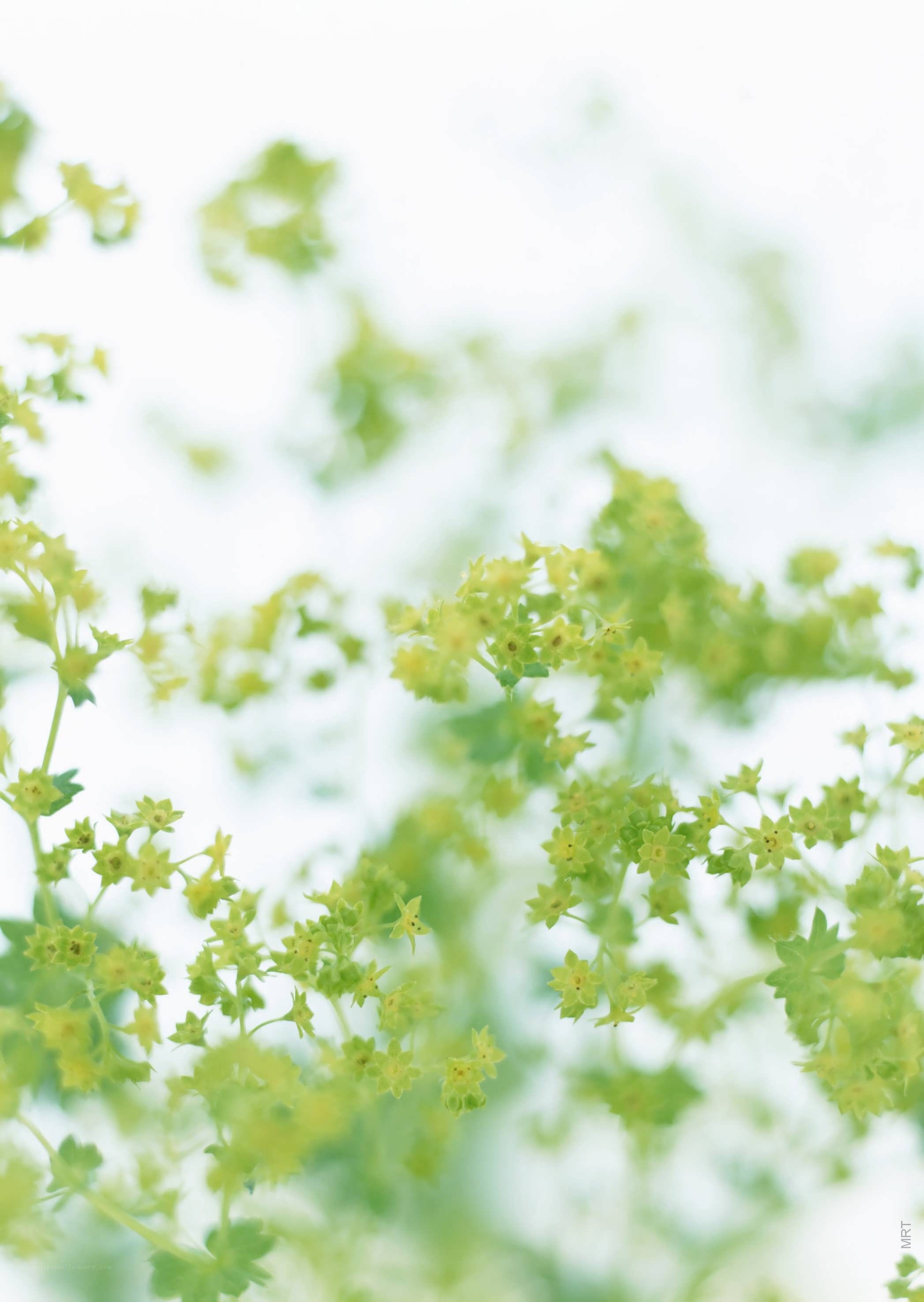 green flowers in soft focus