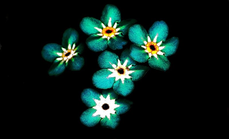 Green Flowers on Black