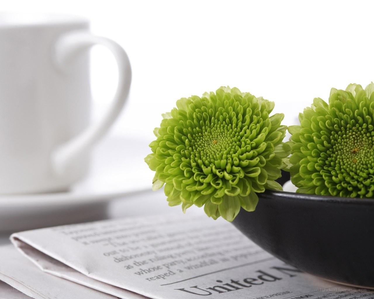 Green flowers on newspaper