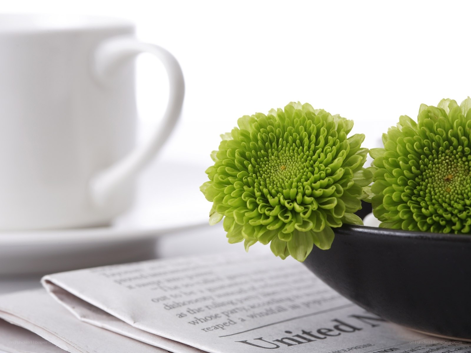Green flowers on newspaper