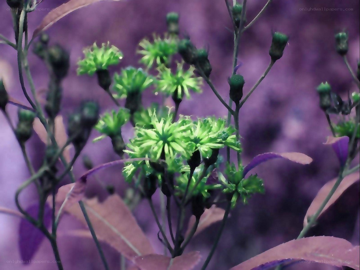 green flowers on purple background