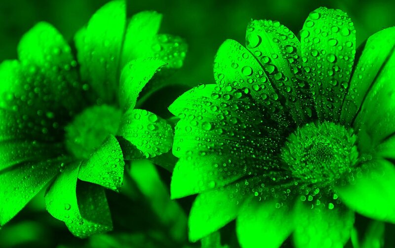 Green Flowers with Dew — Calm