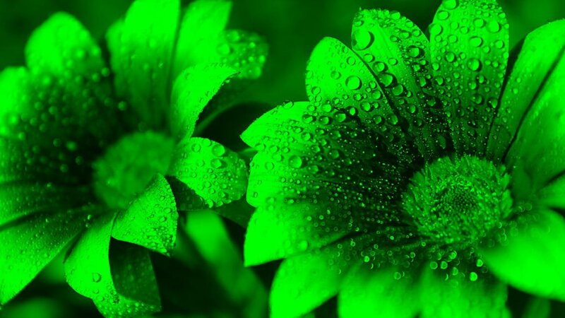 Green Flowers with Water Droplets