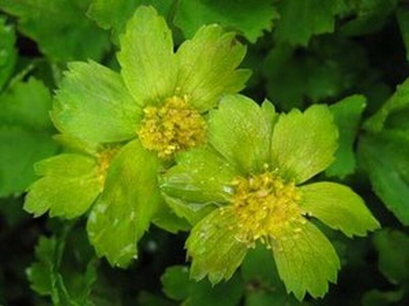 Green Flowers with Yellow Centers — Natural