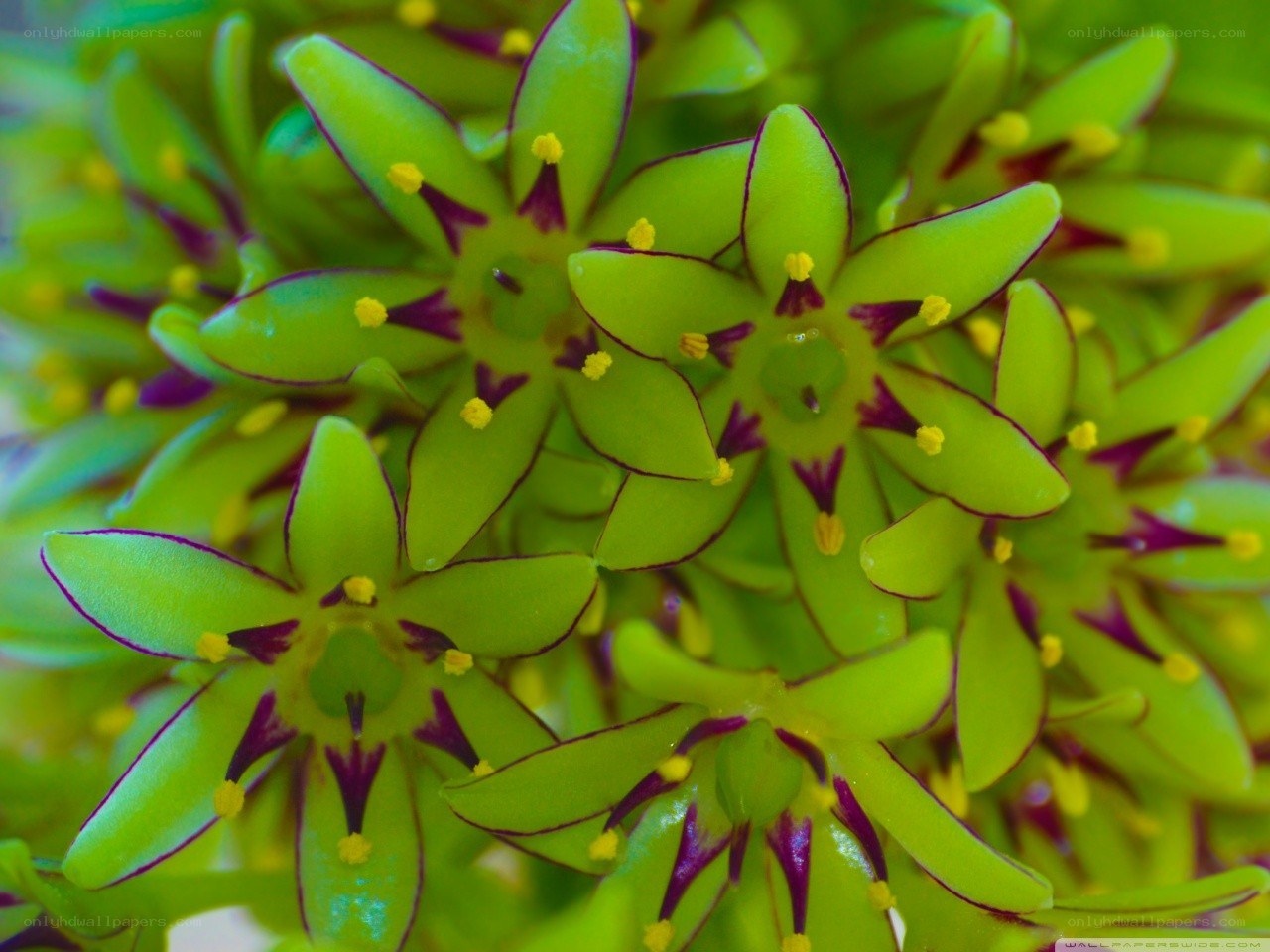 green flowers with yellow centers