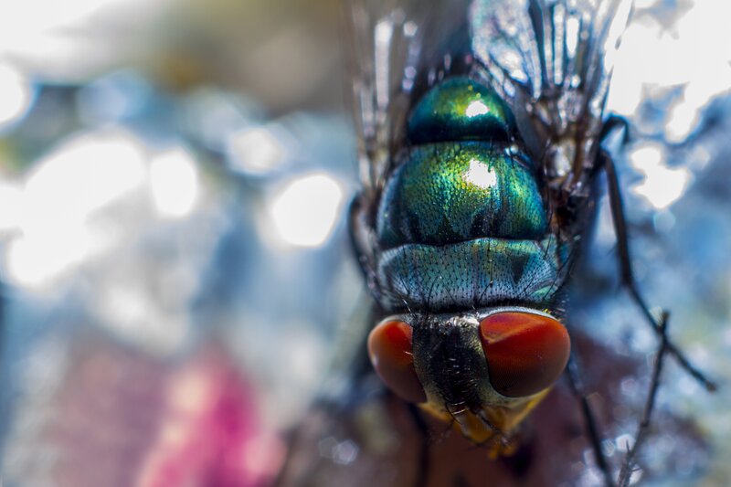 Green Fly Head