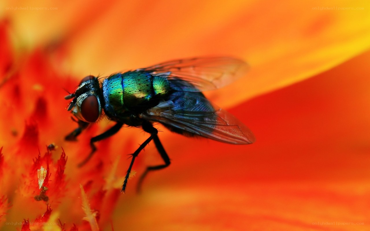 green fly on a flower