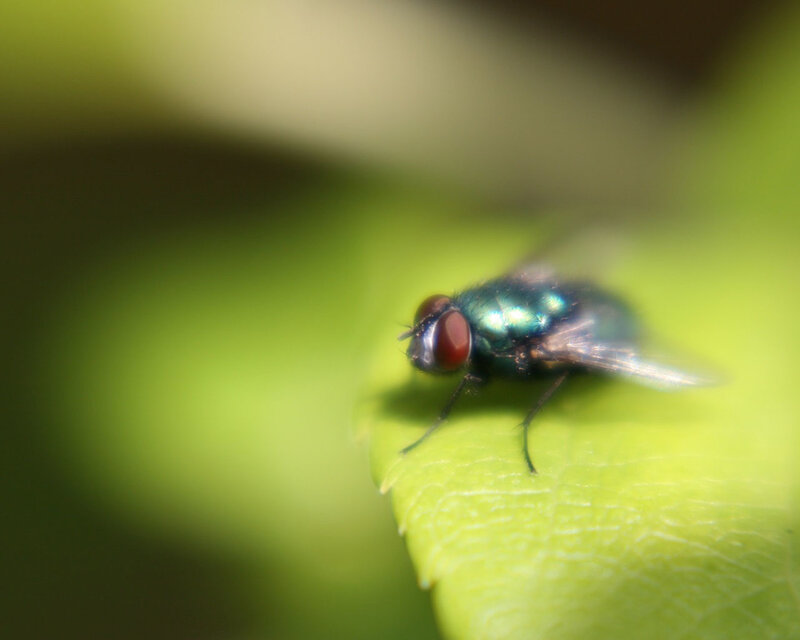 green fly on a leaf