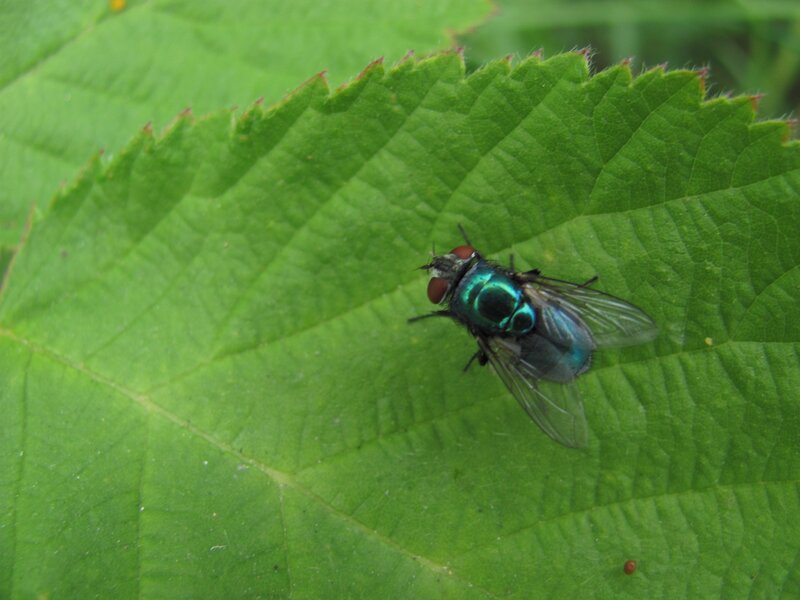green fly on a leaf