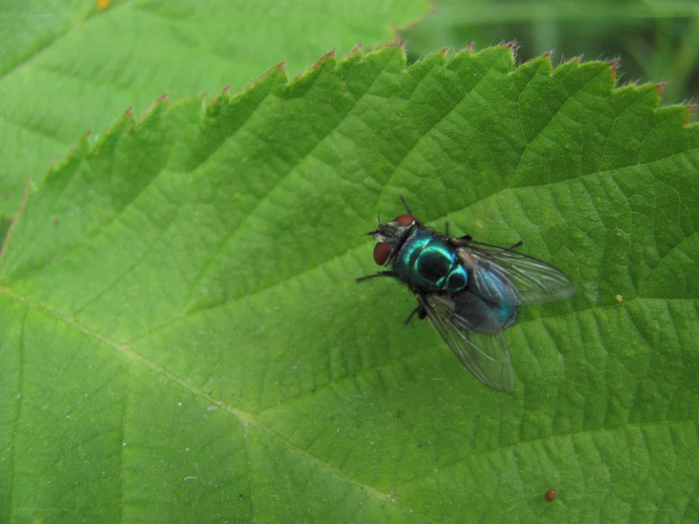 green fly on a leaf