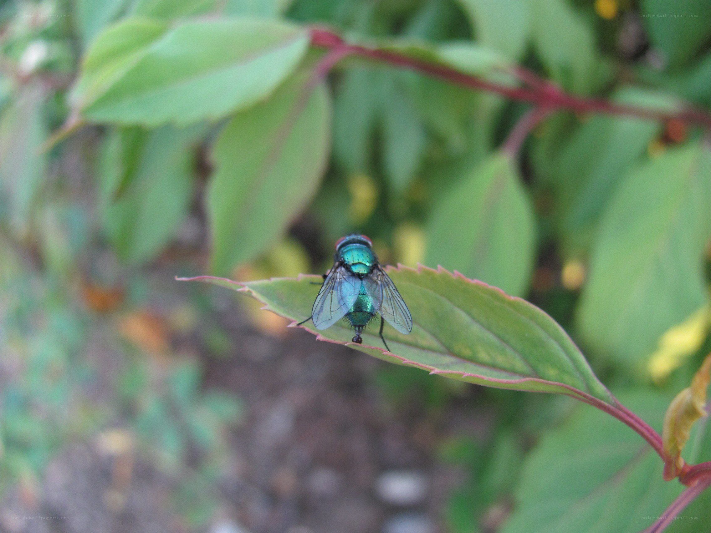 green fly on a leaf