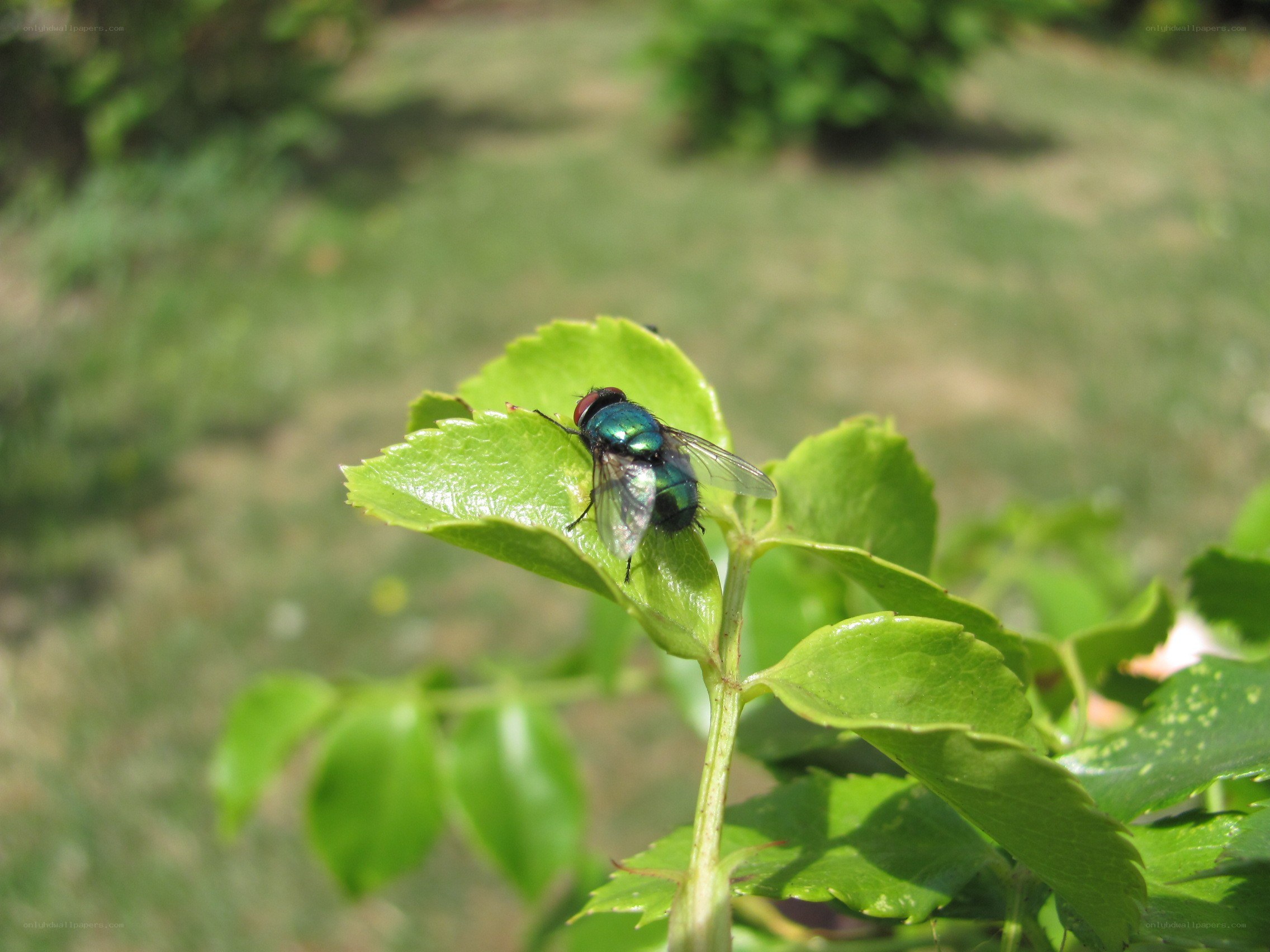 green fly on a leaf