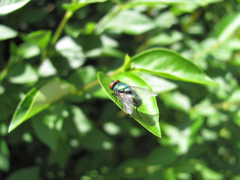 green fly on a leaf