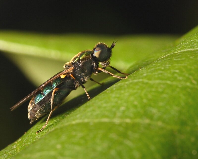 green fly on a leaf