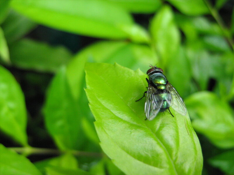 green fly on a leaf