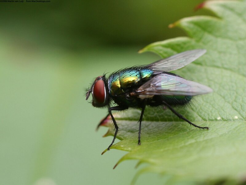 green fly on a leaf