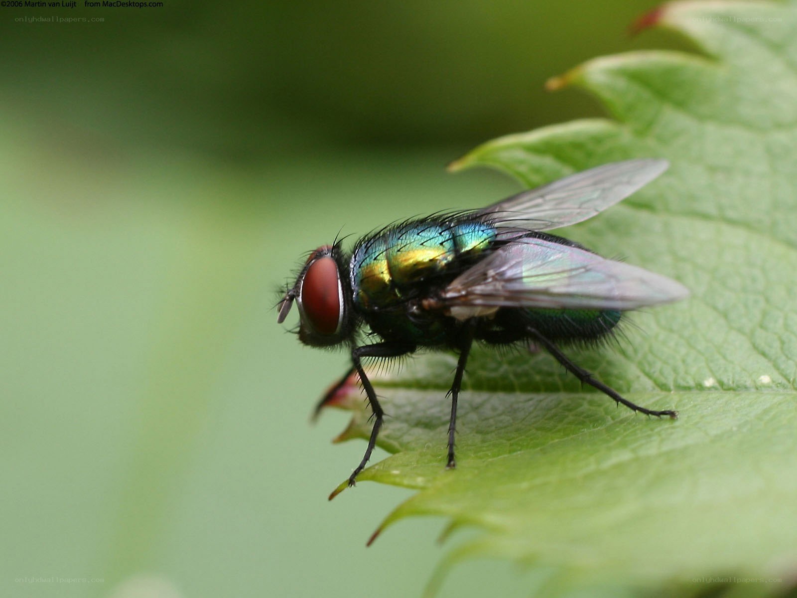 green fly on a leaf
