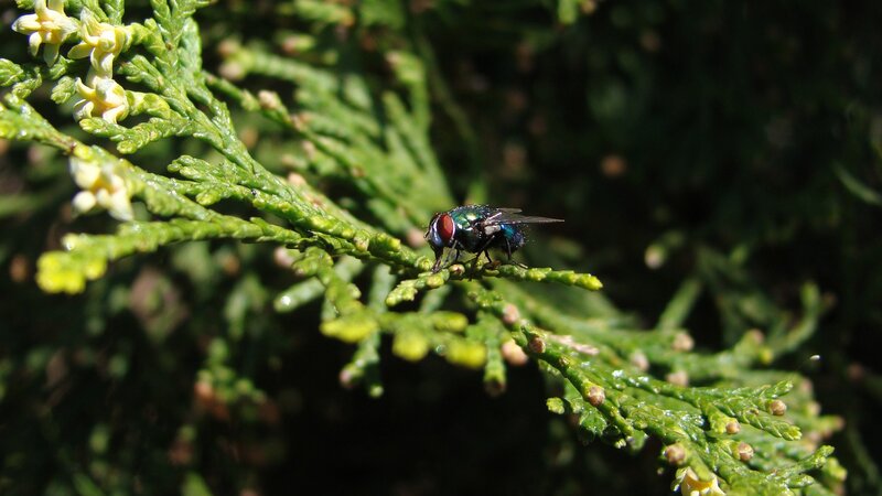 Green Fly on Branch — Natural
