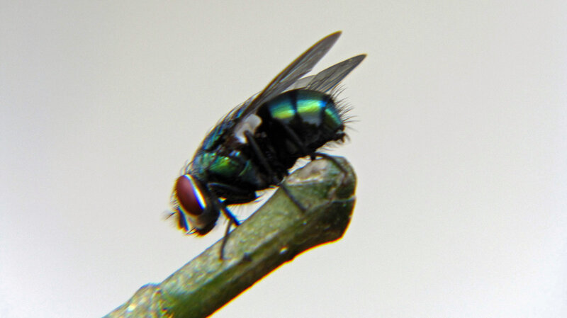 Green Fly on Branch