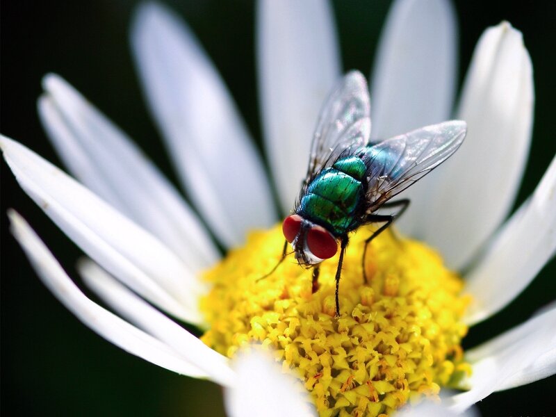 green fly on daisy flower