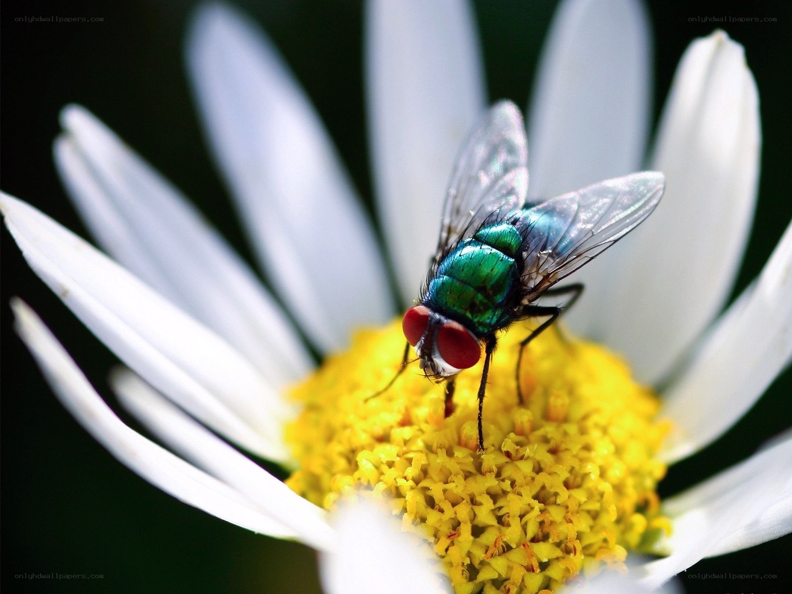 green fly on daisy flower