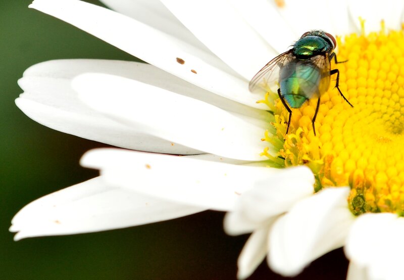 Green Fly on Daisy