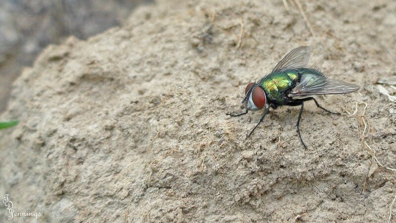 Green Fly on Dirt