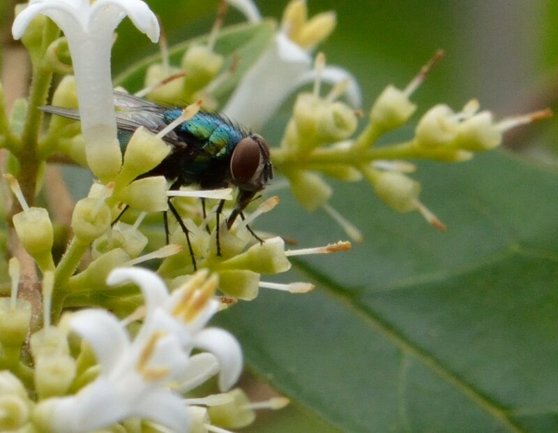 Green Fly on Flowers
