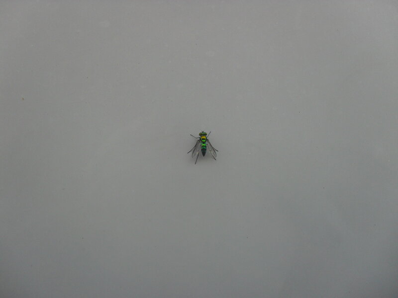 green fly on gray surface