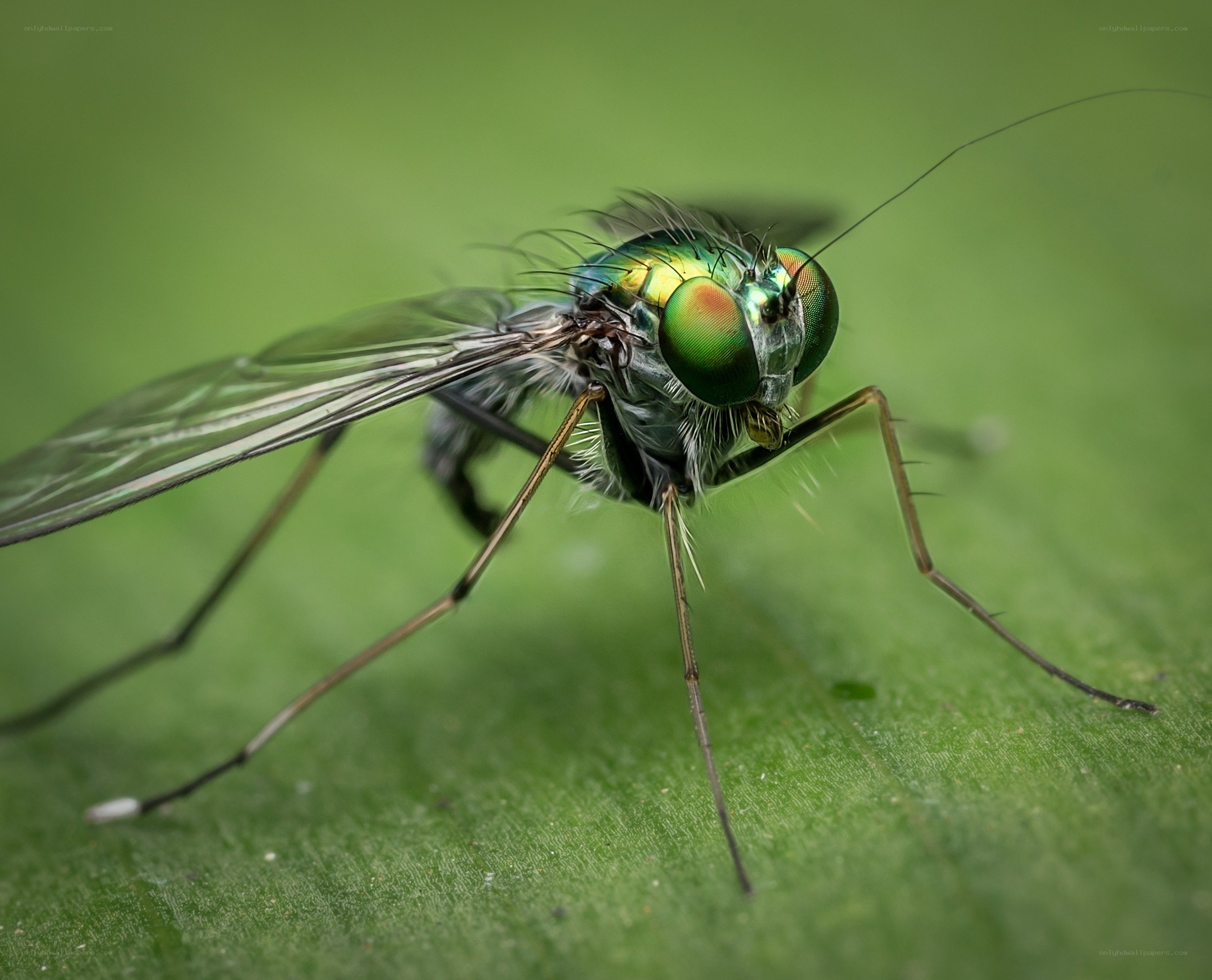 Green fly on leaf