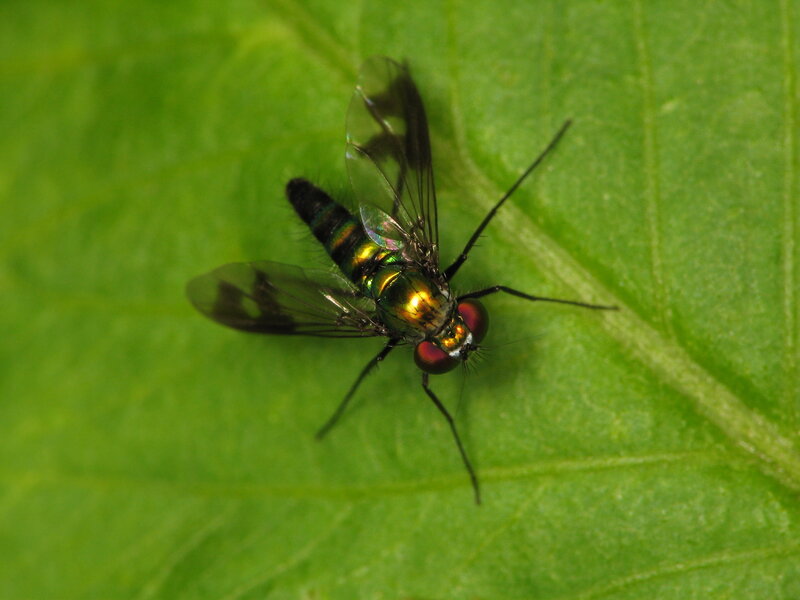 green fly on leaf