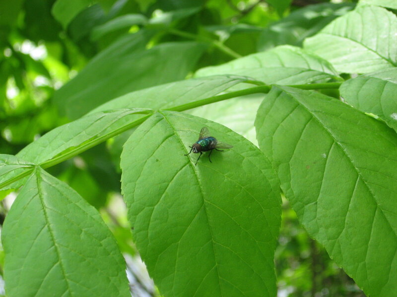 green fly on leaf