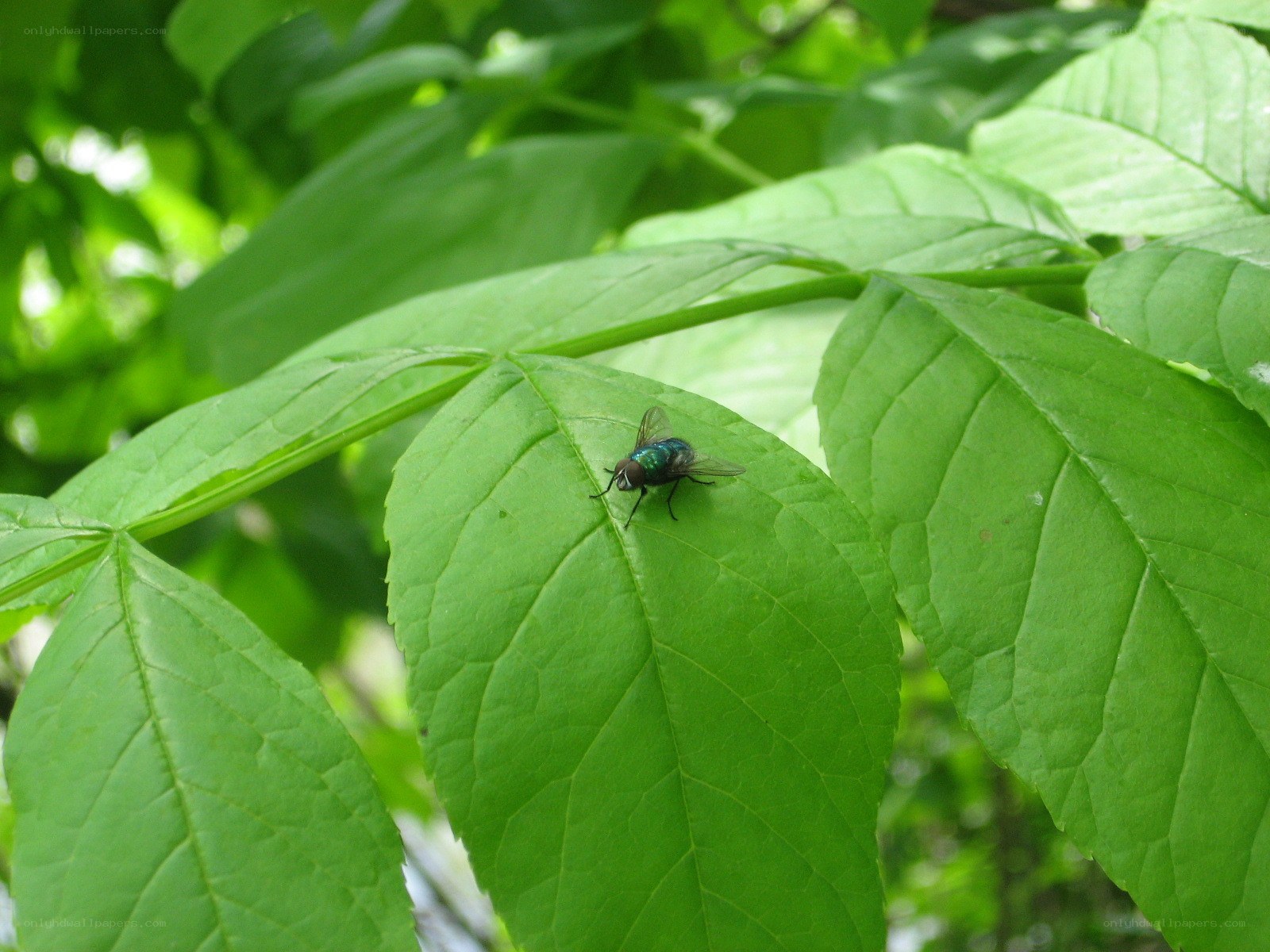 green fly on leaf