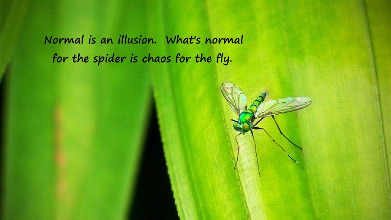 Green Fly on Leaf — Calm