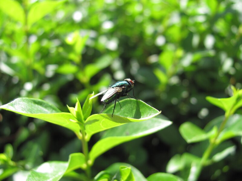 Green Fly on Leaf — Natural, Afternoon, Photograph, Plant, Insect, Black