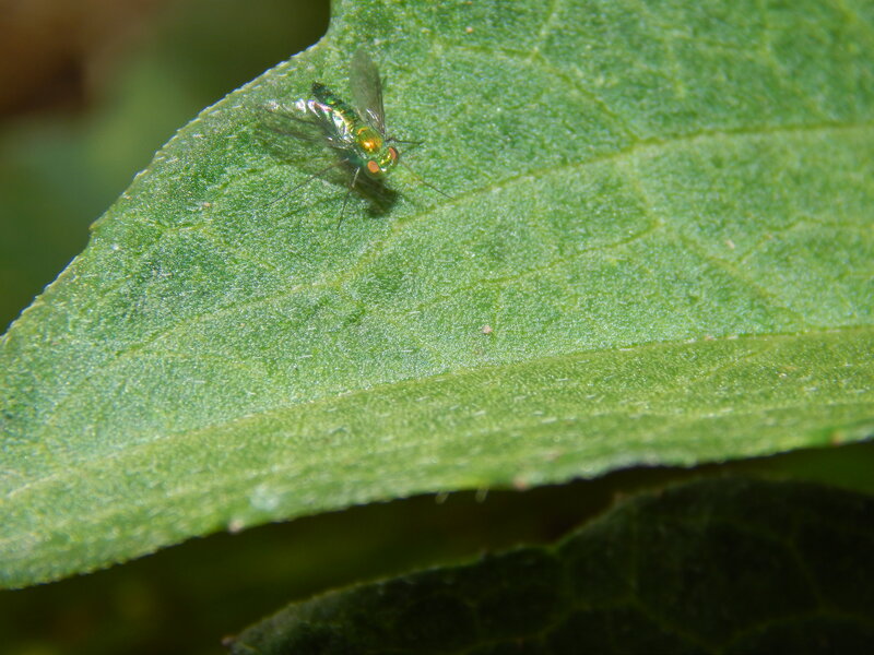 Green Fly on Leaf — Natural, Afternoon